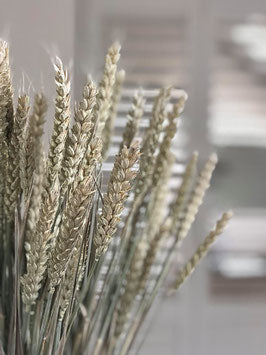 Bouquet de fleurs séchées blé dans un vase