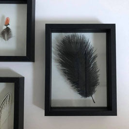 Grande plume noire | Cadre M