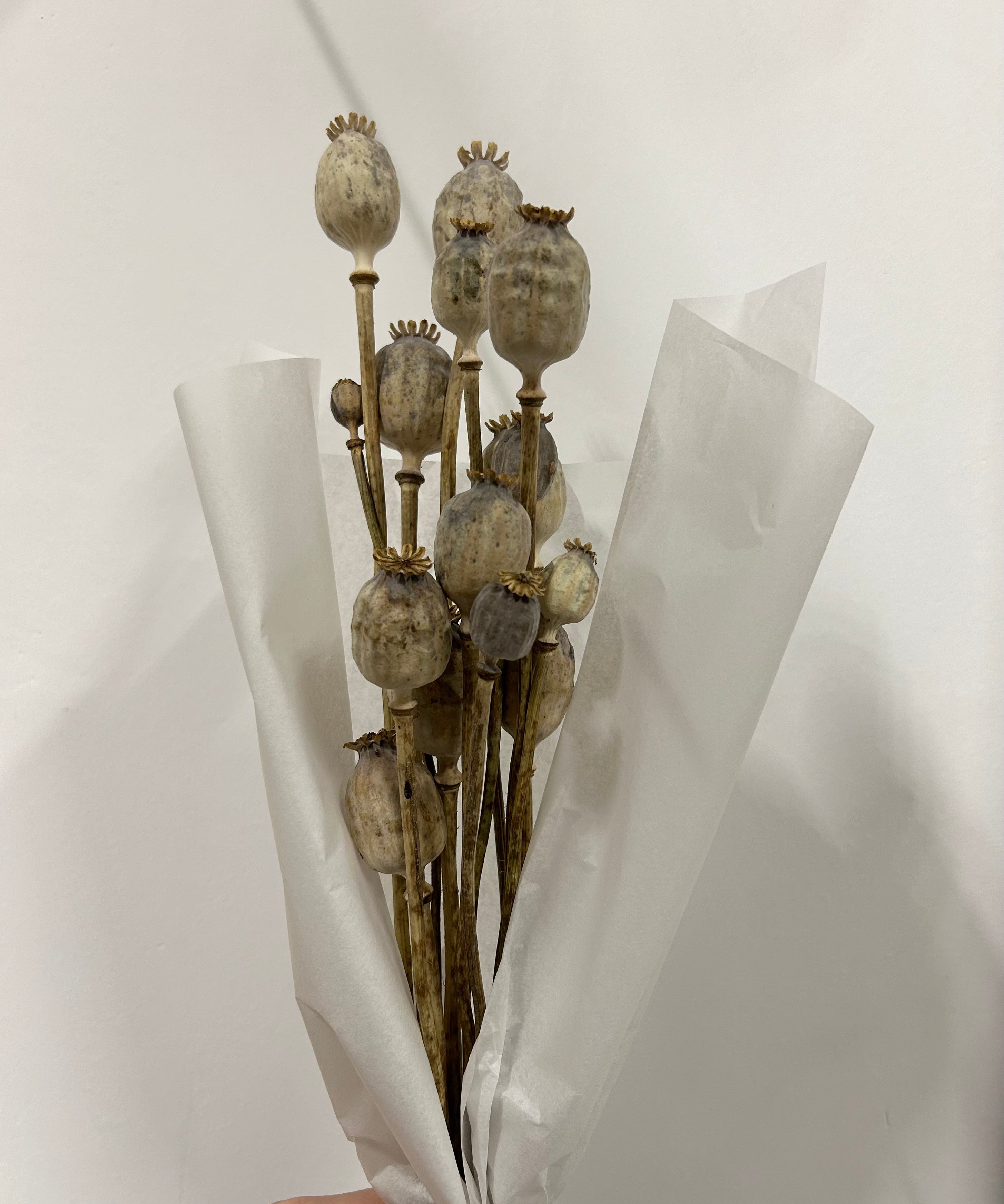 Bouquet de pavot séché