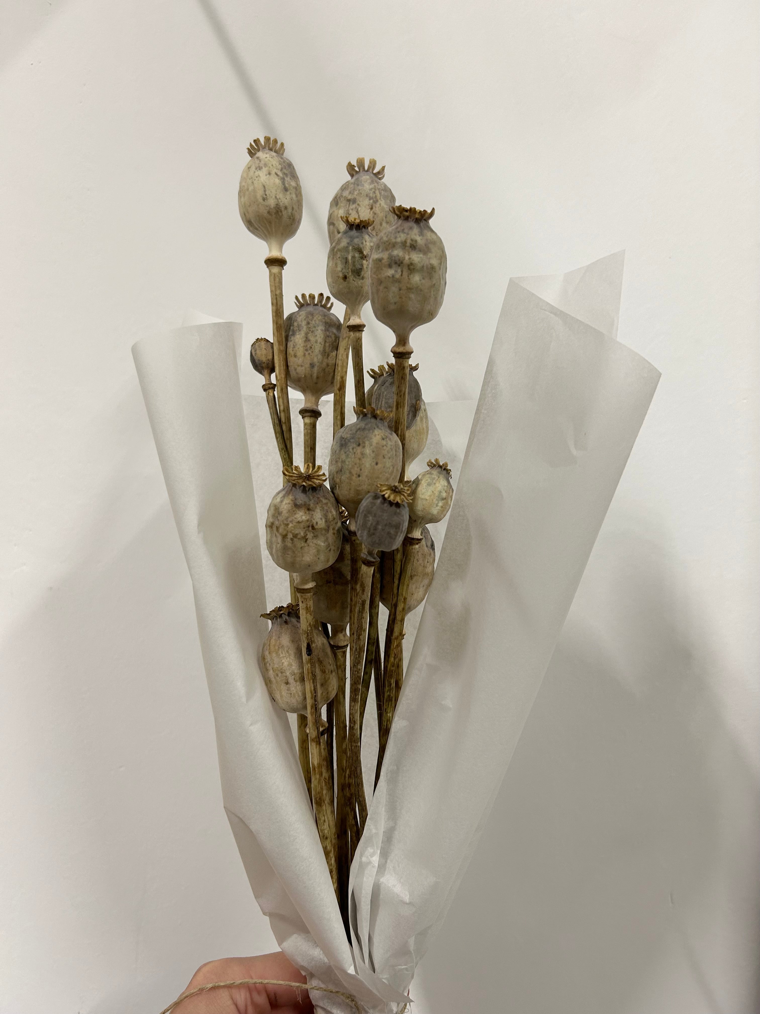 Bouquet de pavot séché