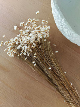 Boeket droogbloemen - Felicia