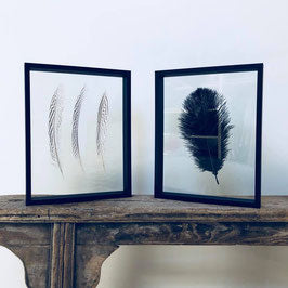 Cadre grande plume noire | Cadre L